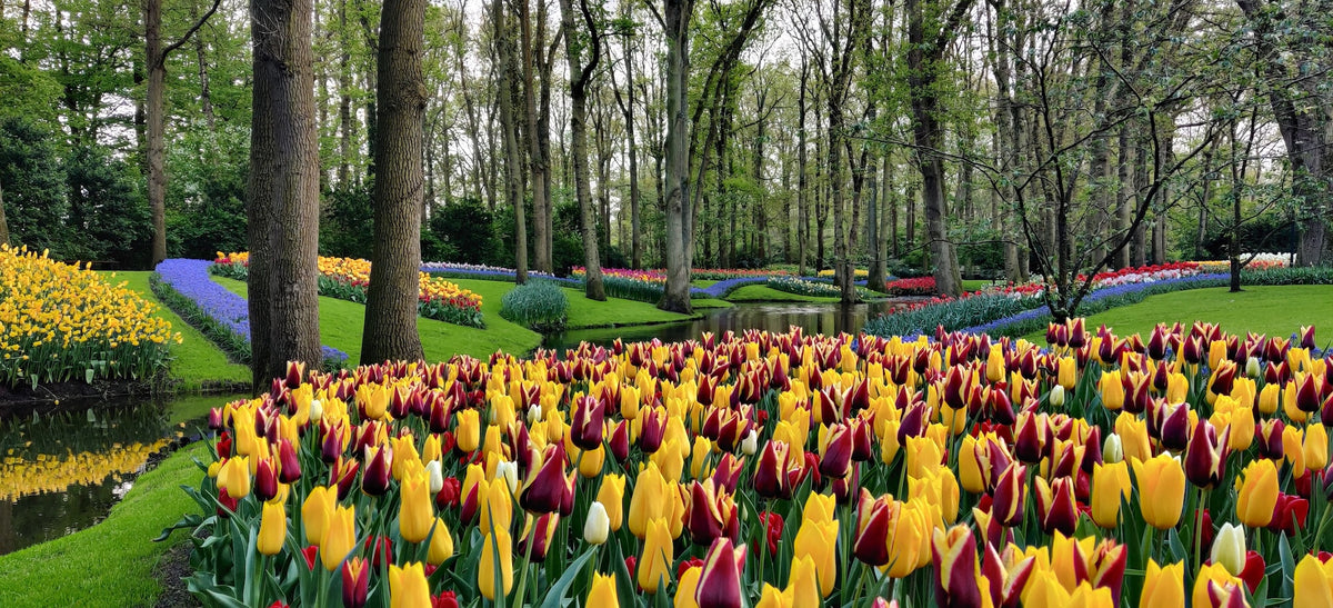 The Dutch Countryside