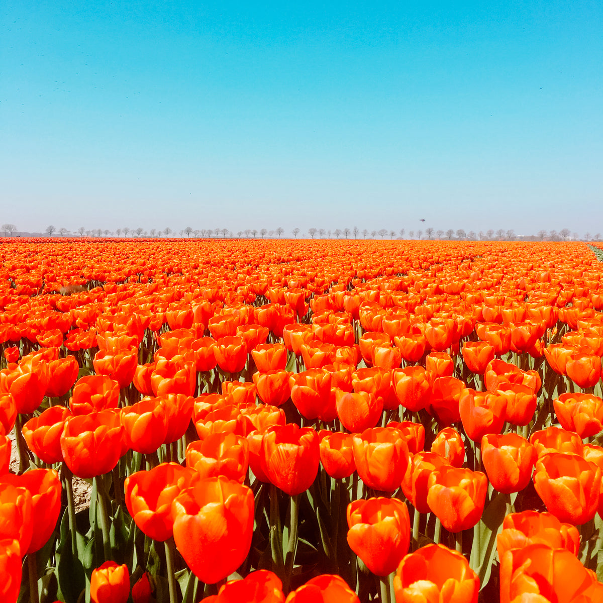 The Dutch Countryside